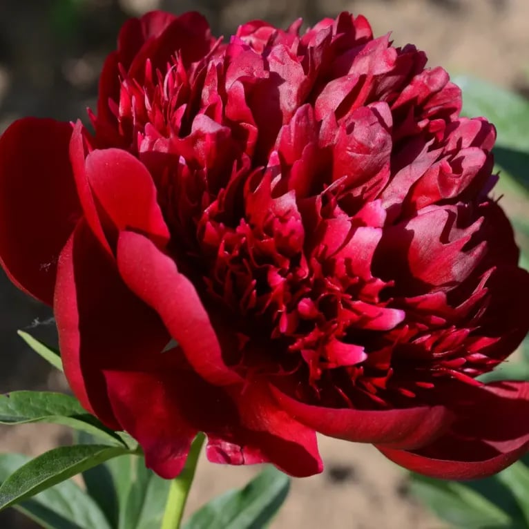 🔥Last Day Sale - 49% OFF🌺THE QUEEN OF FLOWERS—DOUBLE PETALED PIANI