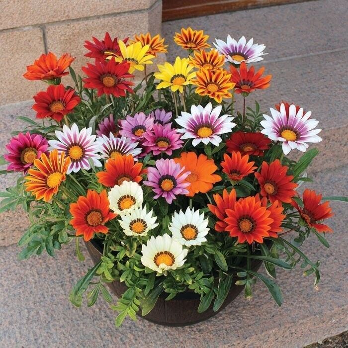 🌸Last Day Promotion 49% OFF-🌼African Daisy Flowers Seeds - 98% Germination