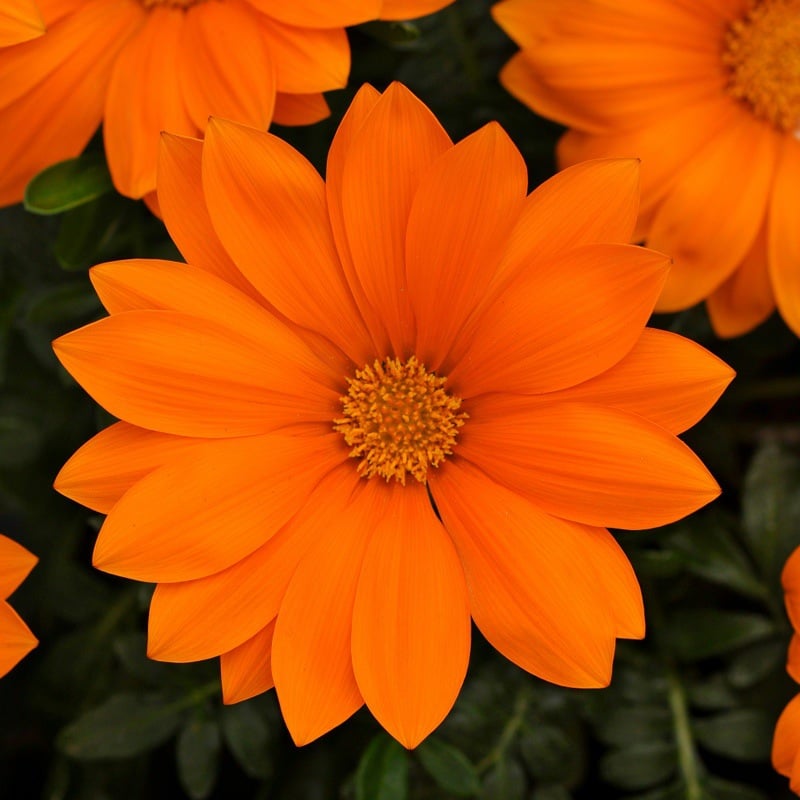 🌸Last Day Promotion 49% OFF-🌼African Daisy Flowers Seeds - 98% Germination