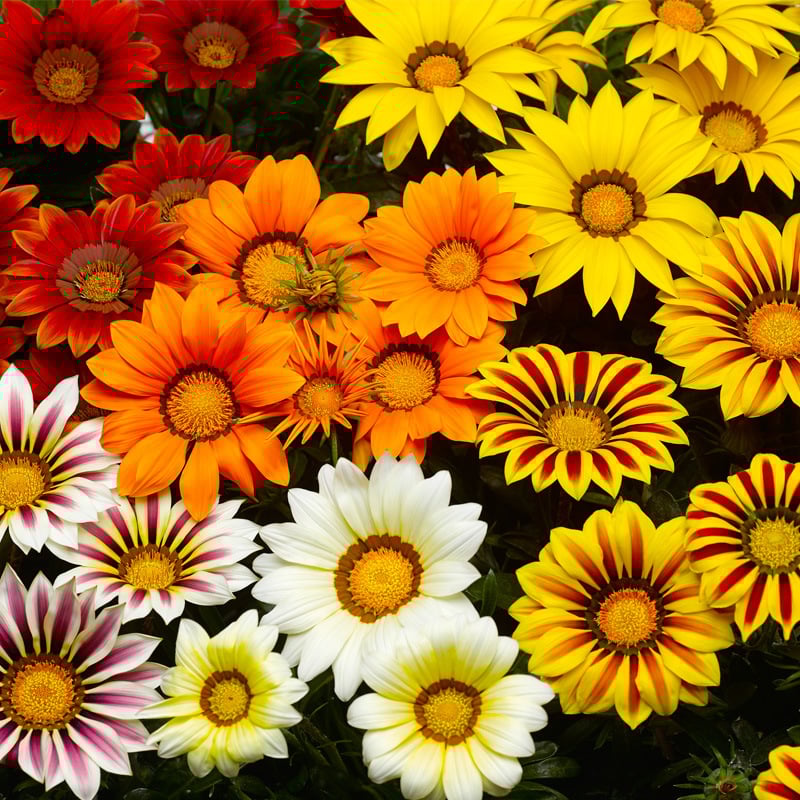 🌸Last Day Promotion 49% OFF-🌼African Daisy Flowers Seeds - 98% Germination