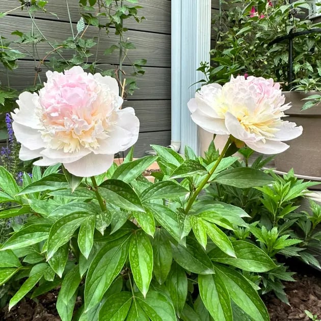 🔥Last Day Sale - 49% OFF🌺THE QUEEN OF FLOWERS—DOUBLE PETALED PIANI