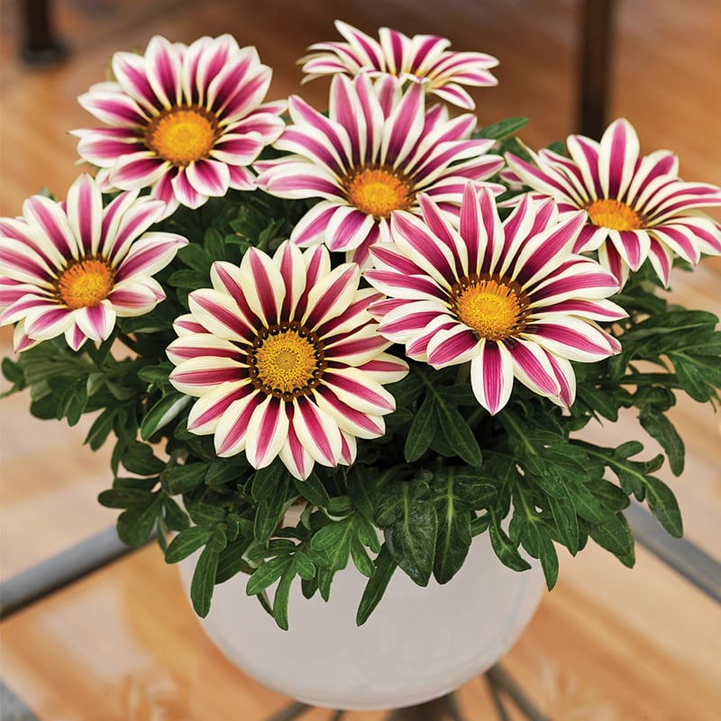🌸Last Day Promotion 49% OFF-🌼African Daisy Flowers Seeds - 98% Germination