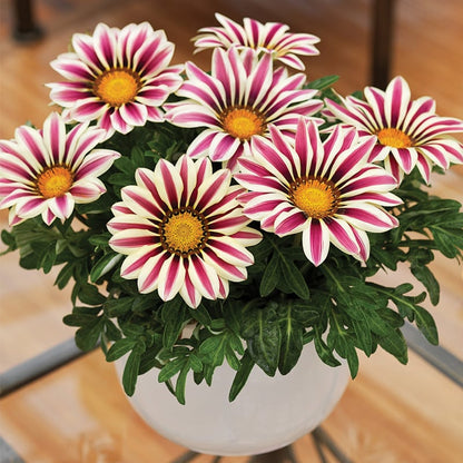 🌸Last Day Promotion 49% OFF-🌼African Daisy Flowers Seeds - 98% Germination