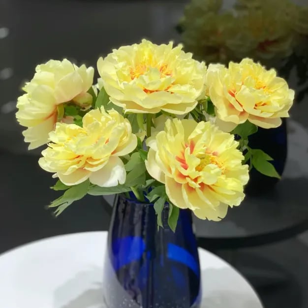 🔥Last Day Sale - 49% OFF🌺THE QUEEN OF FLOWERS—DOUBLE PETALED PIANI