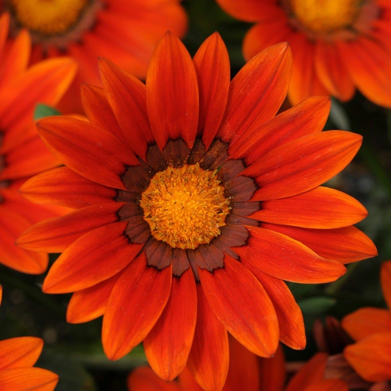 🌸Last Day Promotion 49% OFF-🌼African Daisy Flowers Seeds - 98% Germination