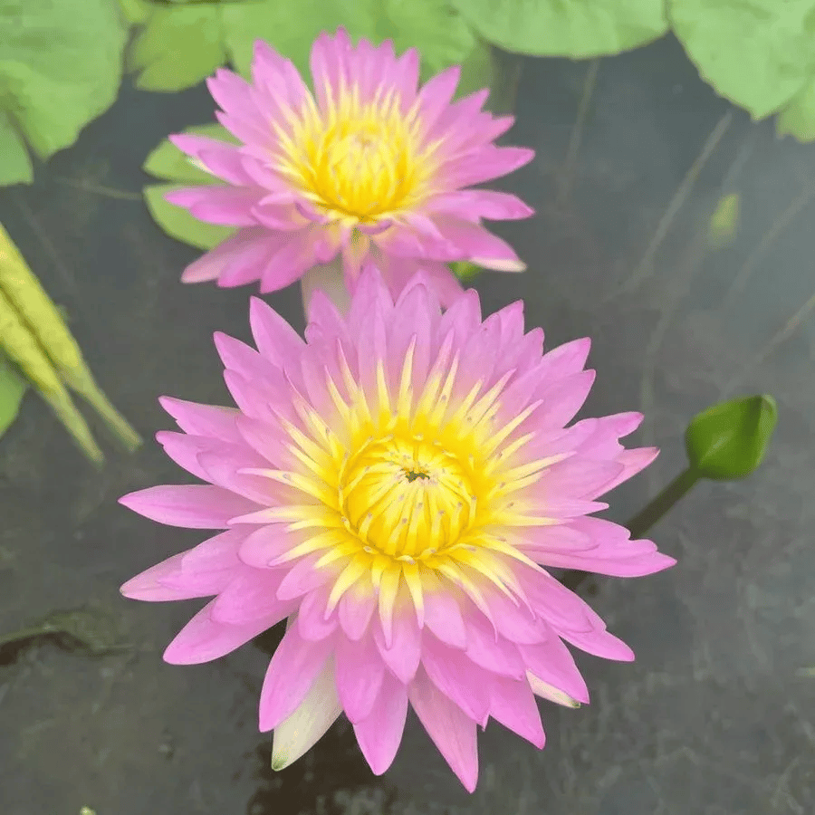🌸🌸【7 Days Germination】Last Day Sale - 49% OFF💐The Sacred Bonsai Bowl Lotus Flower