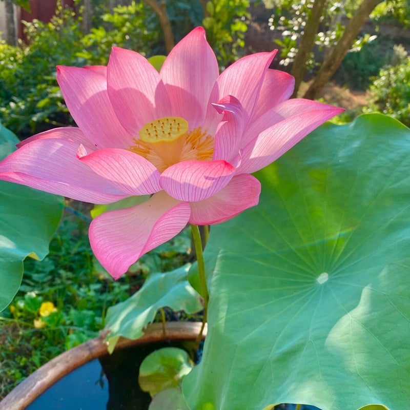 🌸🌸【7 Days Germination】Last Day Sale - 49% OFF💐The Sacred Bonsai Bowl Lotus Flower