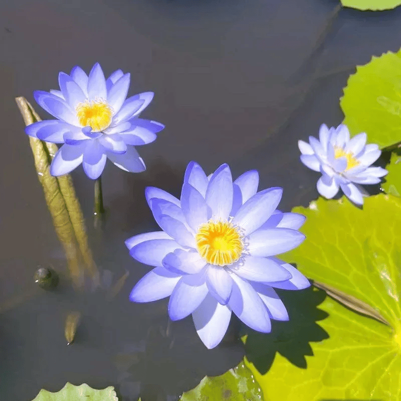 🌸🌸【7 Days Germination】Last Day Sale - 49% OFF💐The Sacred Bonsai Bowl Lotus Flower