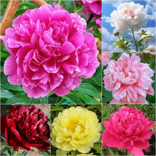 🔥Last Day Sale - 49% OFF🌺THE QUEEN OF FLOWERS—DOUBLE PETALED PIANI