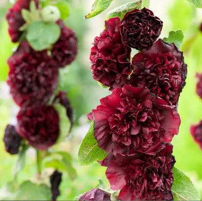 Double Hollyhock Seeds
