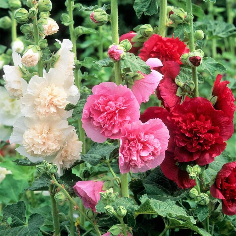 Double Hollyhock Seeds
