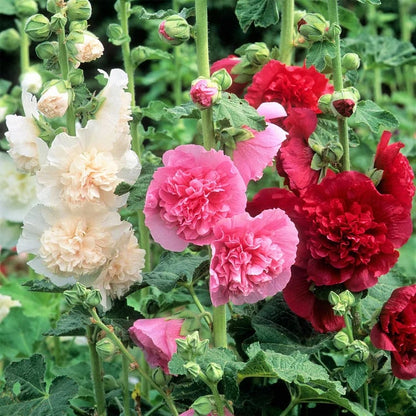 Double Hollyhock Seeds