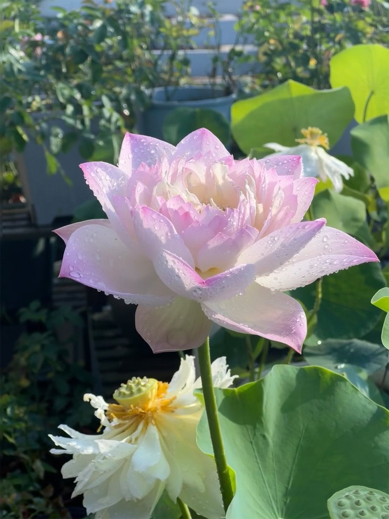 🌸🌸【7 Days Germination】Last Day Sale - 49% OFF💐The Sacred Bonsai Bowl Lotus Flower