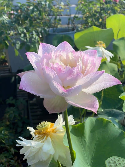 🌸🌸【7 Days Germination】Last Day Sale - 49% OFF💐The Sacred Bonsai Bowl Lotus Flower