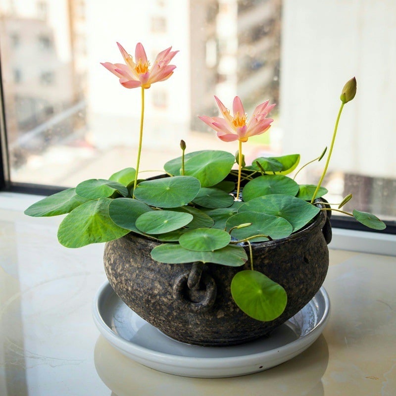 🌸🌸【7 Days Germination】Last Day Sale - 49% OFF💐The Sacred Bonsai Bowl Lotus Flower