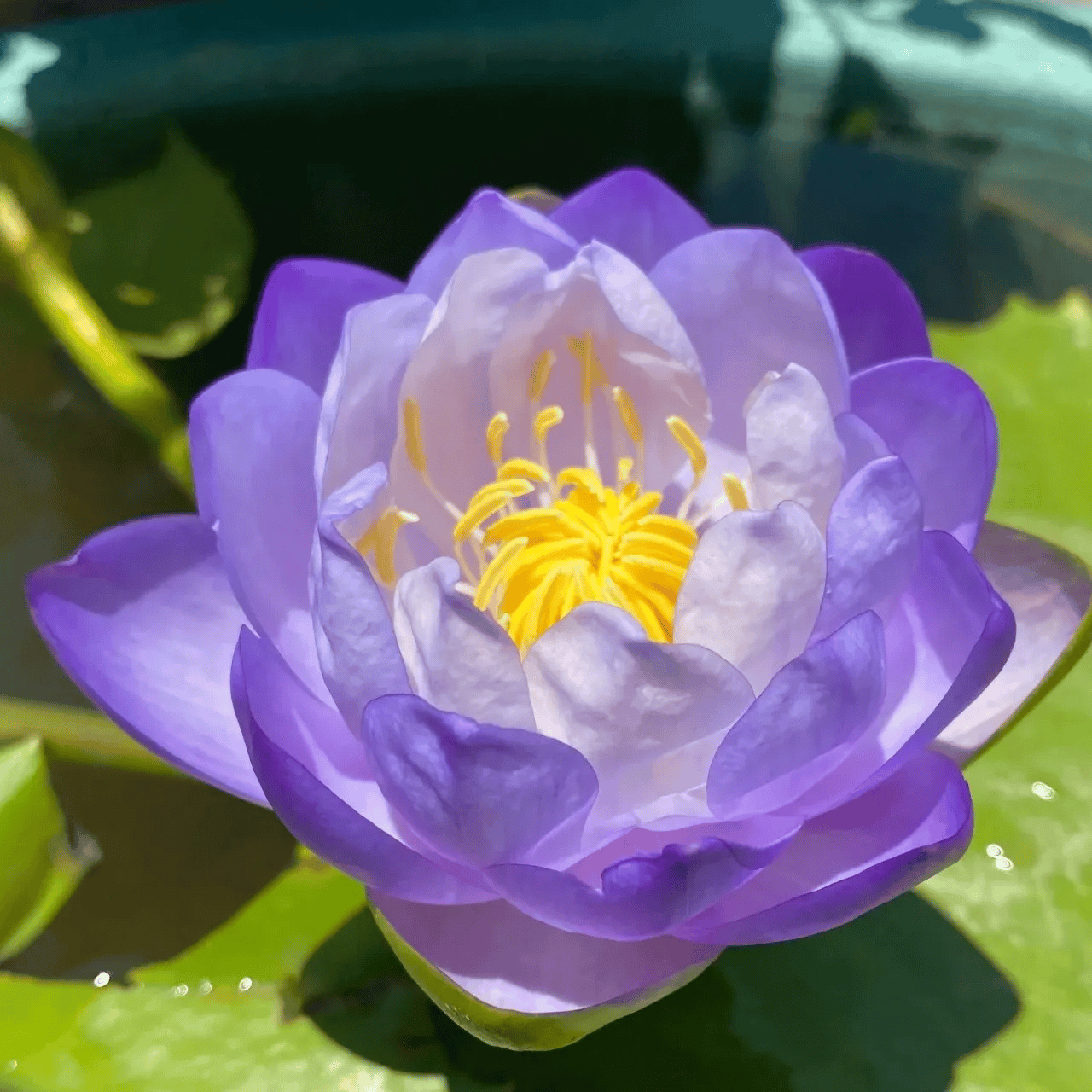 🌸🌸【7 Days Germination】Last Day Sale - 49% OFF💐The Sacred Bonsai Bowl Lotus Flower