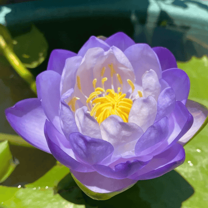 🌸🌸【7 Days Germination】Last Day Sale - 49% OFF💐The Sacred Bonsai Bowl Lotus Flower
