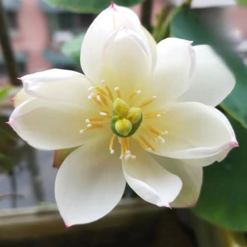 🌸🌸【7 Days Germination】Last Day Sale - 49% OFF💐The Sacred Bonsai Bowl Lotus Flower