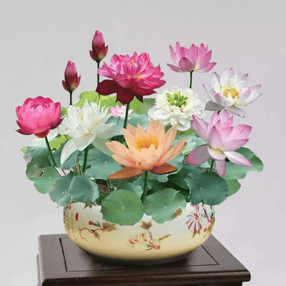 🌸🌸【7 Days Germination】Last Day Sale - 49% OFF💐The Sacred Bonsai Bowl Lotus Flower