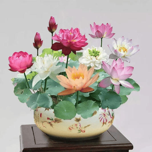 🌸🌸【7 Days Germination】Last Day Sale - 49% OFF💐The Sacred Bonsai Bowl Lotus Flower