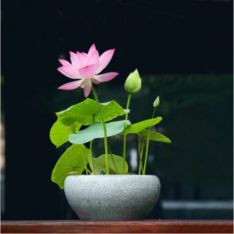 🌸🌸【7 Days Germination】Last Day Sale - 49% OFF💐The Sacred Bonsai Bowl Lotus Flower