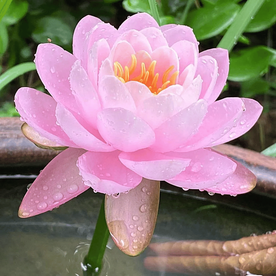 🌸🌸【7 Days Germination】Last Day Sale - 49% OFF💐The Sacred Bonsai Bowl Lotus Flower