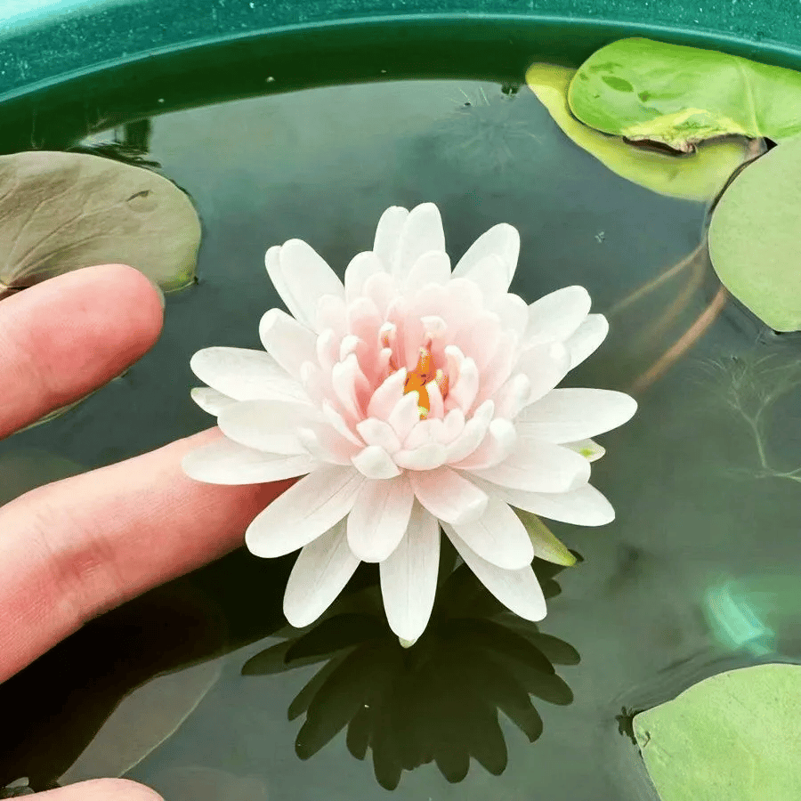 🌸🌸【7 Days Germination】Last Day Sale - 49% OFF💐The Sacred Bonsai Bowl Lotus Flower