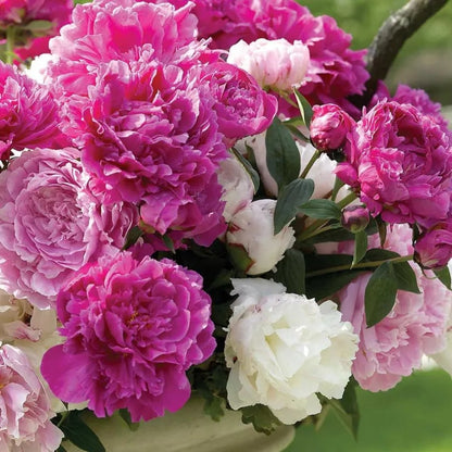 🔥Last Day Sale - 49% OFF🌺THE QUEEN OF FLOWERS—DOUBLE PETALED PIANI