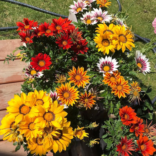 🌸Last Day Promotion 49% OFF-🌼African Daisy Flowers Seeds - 98% Germination