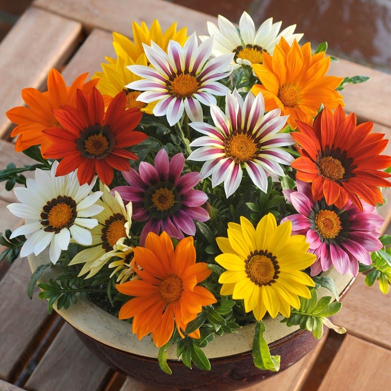 🌸Last Day Promotion 49% OFF-🌼African Daisy Flowers Seeds - 98% Germination