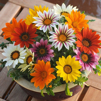 🌸Last Day Promotion 49% OFF-🌼African Daisy Flowers Seeds - 98% Germination