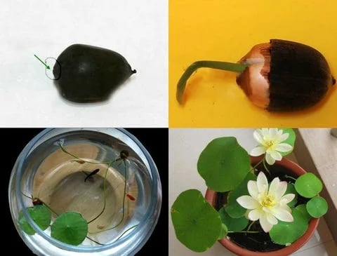 🌸🌸【7 Days Germination】Last Day Sale - 49% OFF💐The Sacred Bonsai Bowl Lotus Flower