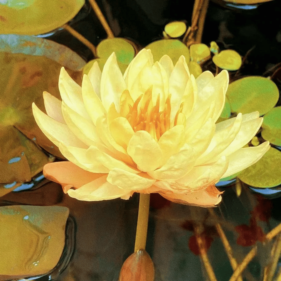 🌸🌸【7 Days Germination】Last Day Sale - 49% OFF💐The Sacred Bonsai Bowl Lotus Flower