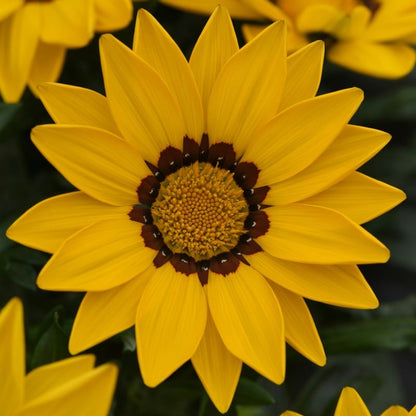 🌸Last Day Promotion 49% OFF-🌼African Daisy Flowers Seeds - 98% Germination
