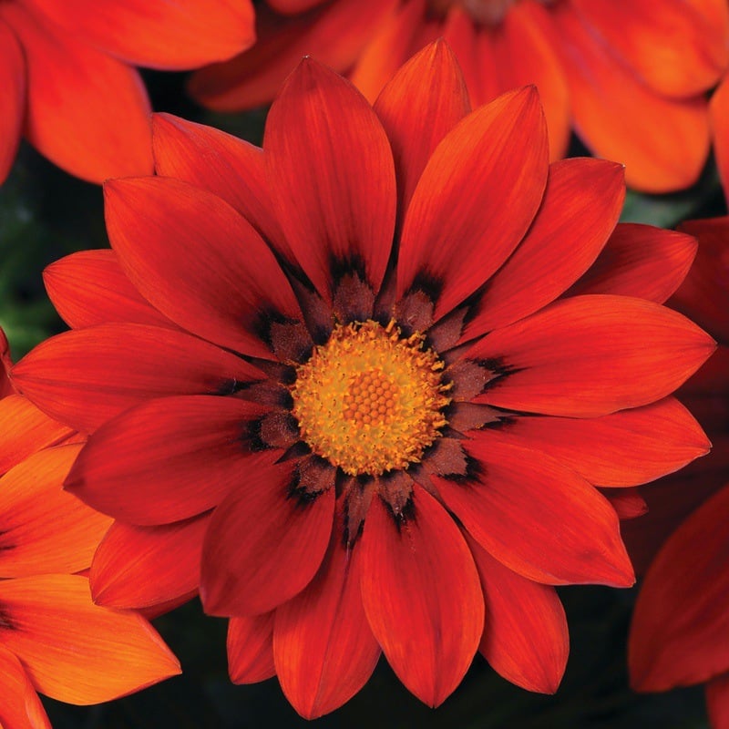 🌸Last Day Promotion 49% OFF-🌼African Daisy Flowers Seeds - 98% Germination