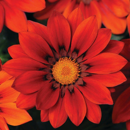 🌸Last Day Promotion 49% OFF-🌼African Daisy Flowers Seeds - 98% Germination