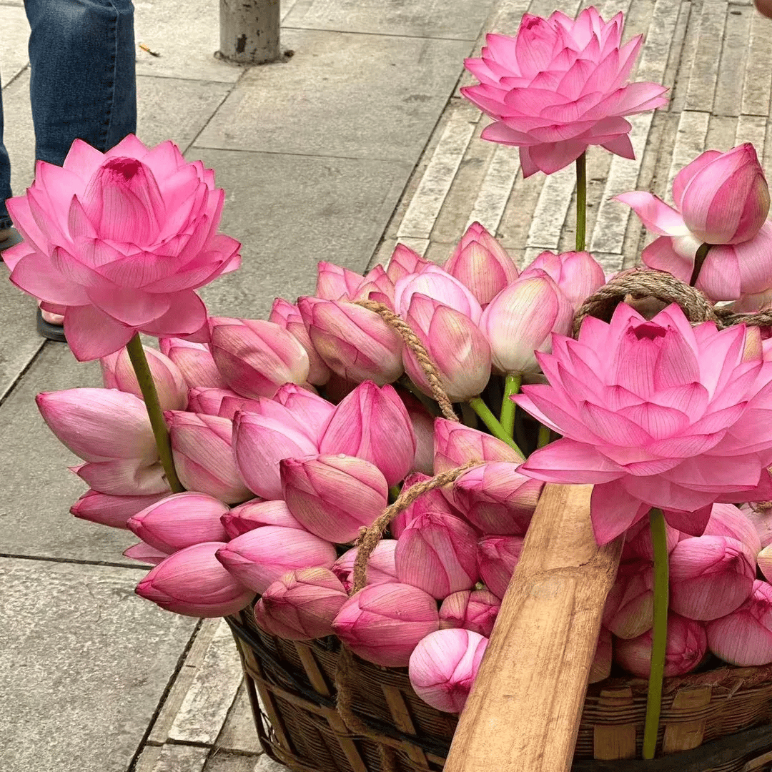 🌸🌸【7 Days Germination】Last Day Sale - 49% OFF💐The Sacred Bonsai Bowl Lotus Flower