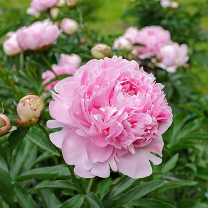 🔥Last Day Sale - 49% OFF🌺THE QUEEN OF FLOWERS—DOUBLE PETALED PIANI