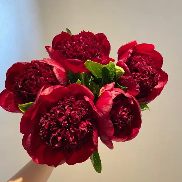 🔥Last Day Sale - 49% OFF🌺THE QUEEN OF FLOWERS—DOUBLE PETALED PIANI