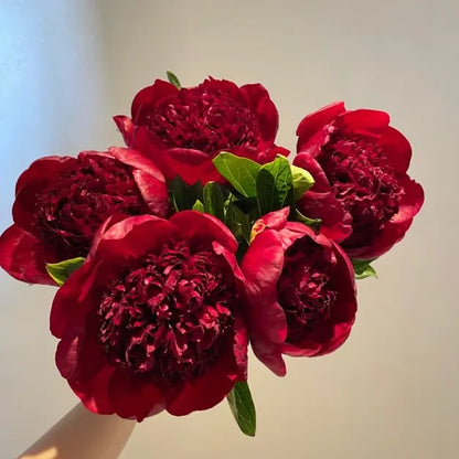 🔥Last Day Sale - 49% OFF🌺THE QUEEN OF FLOWERS—DOUBLE PETALED PIANI