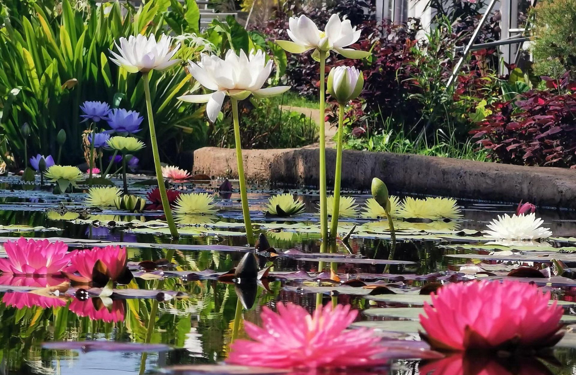 🌸🌸【7 Days Germination】Last Day Sale - 49% OFF💐The Sacred Bonsai Bowl Lotus Flower