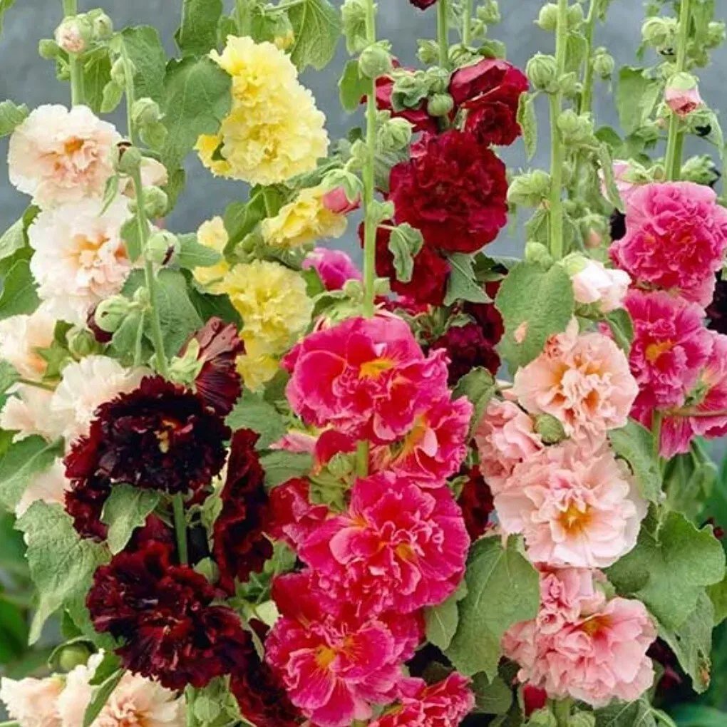 Double Hollyhock Seeds