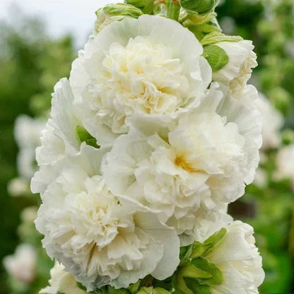 Double Hollyhock Seeds