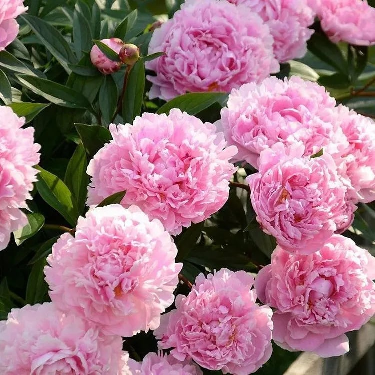 🔥Last Day Sale - 49% OFF🌺THE QUEEN OF FLOWERS—DOUBLE PETALED PIANI
