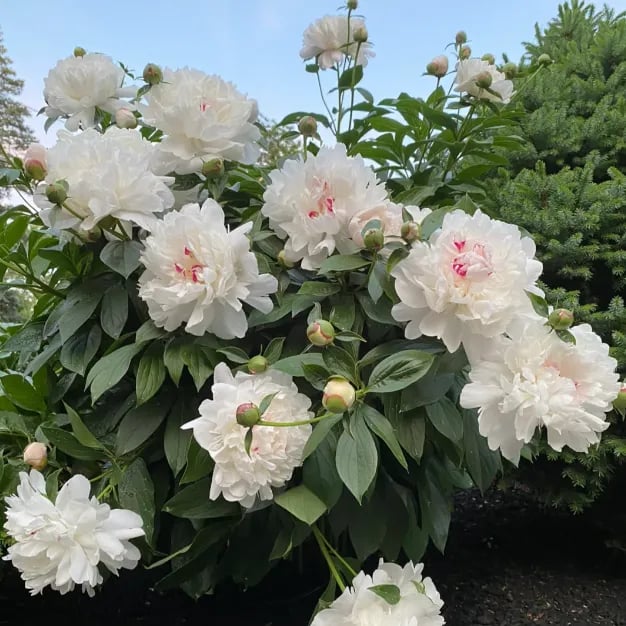 🔥Last Day Sale - 49% OFF🌺THE QUEEN OF FLOWERS—DOUBLE PETALED PIANI