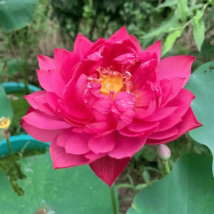 🌸🌸【7 Days Germination】Last Day Sale - 49% OFF💐The Sacred Bonsai Bowl Lotus Flower