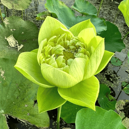 🌸🌸【7 Days Germination】Last Day Sale - 49% OFF💐The Sacred Bonsai Bowl Lotus Flower