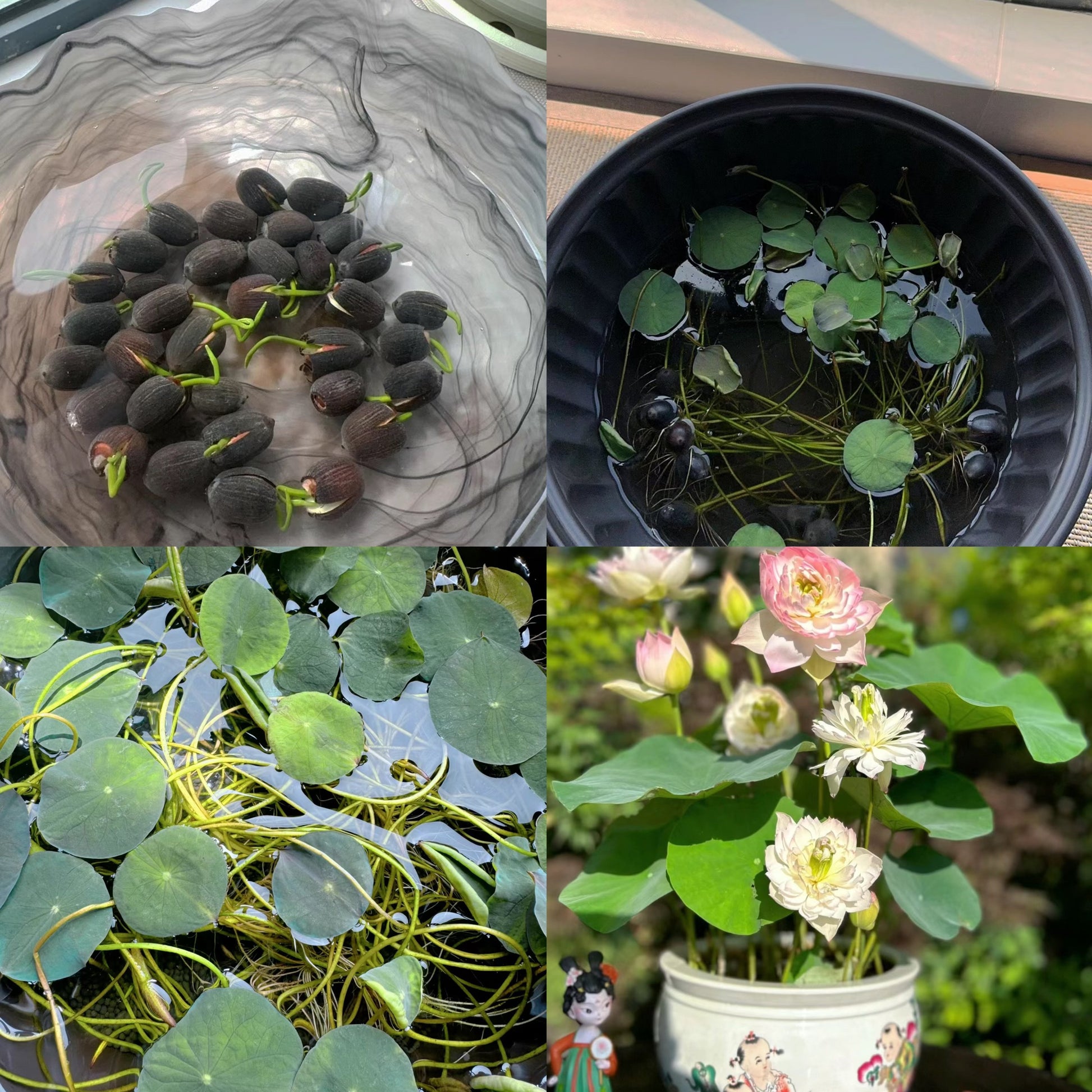 🌸🌸【7 Days Germination】Last Day Sale - 49% OFF💐The Sacred Bonsai Bowl Lotus Flower