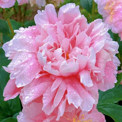 🔥Last Day Sale - 49% OFF🌺THE QUEEN OF FLOWERS—DOUBLE PETALED PIANI