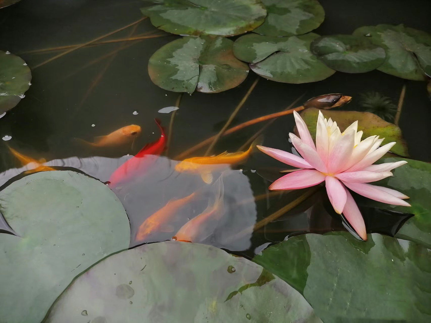 🌸🌸【7 Days Germination】Last Day Sale - 49% OFF💐The Sacred Bonsai Bowl Lotus Flower